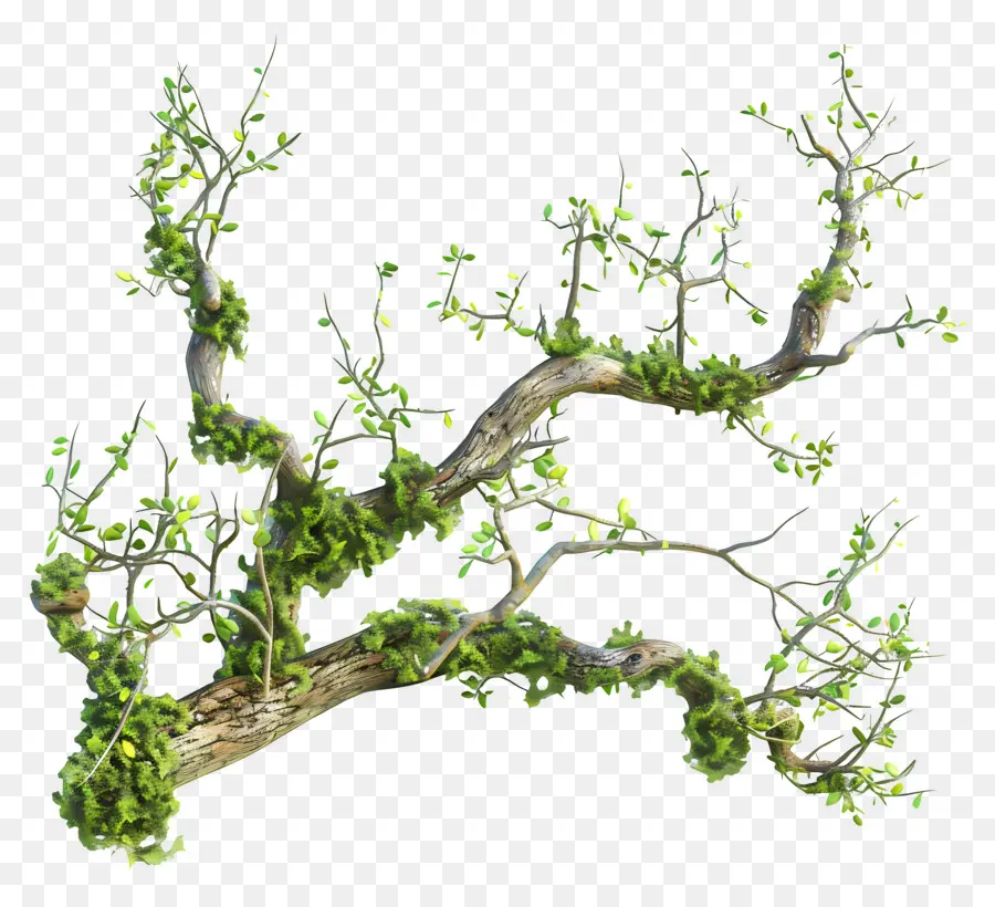 Mousse De Branche D'arbre，Branche Moussue PNG