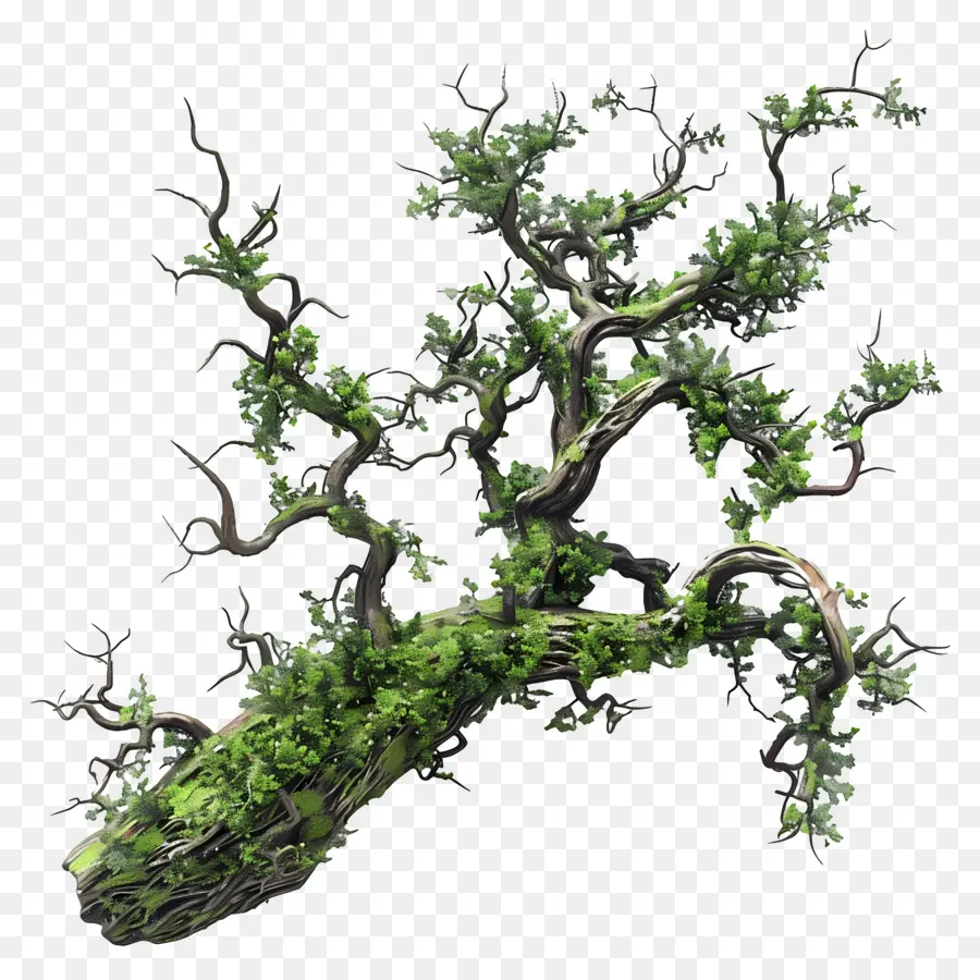 Mousse De Branche D'arbre，Branche Moussue PNG