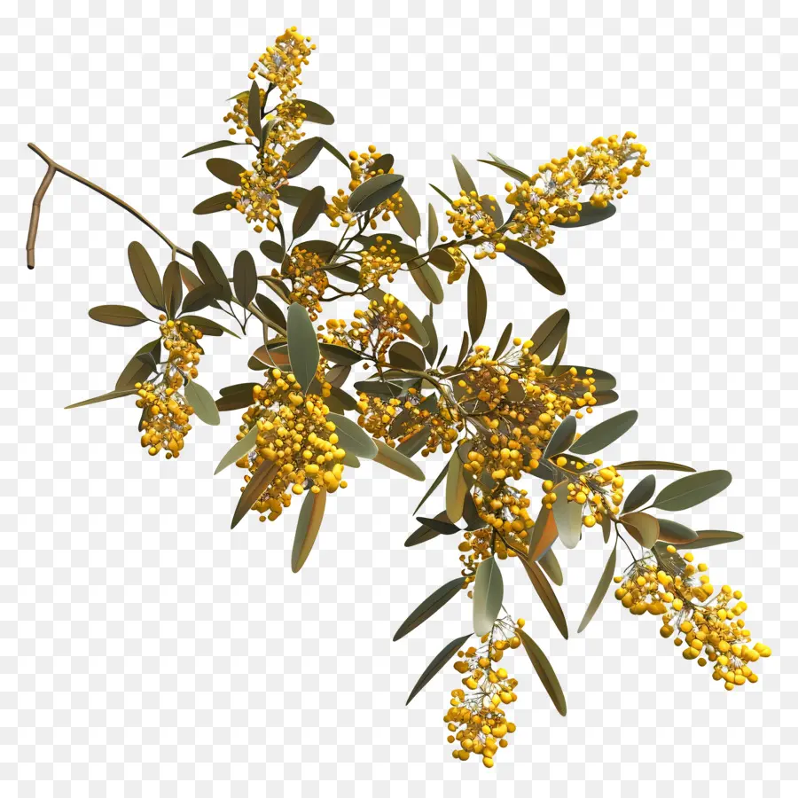 Acacia Doré，Baies Jaunes PNG