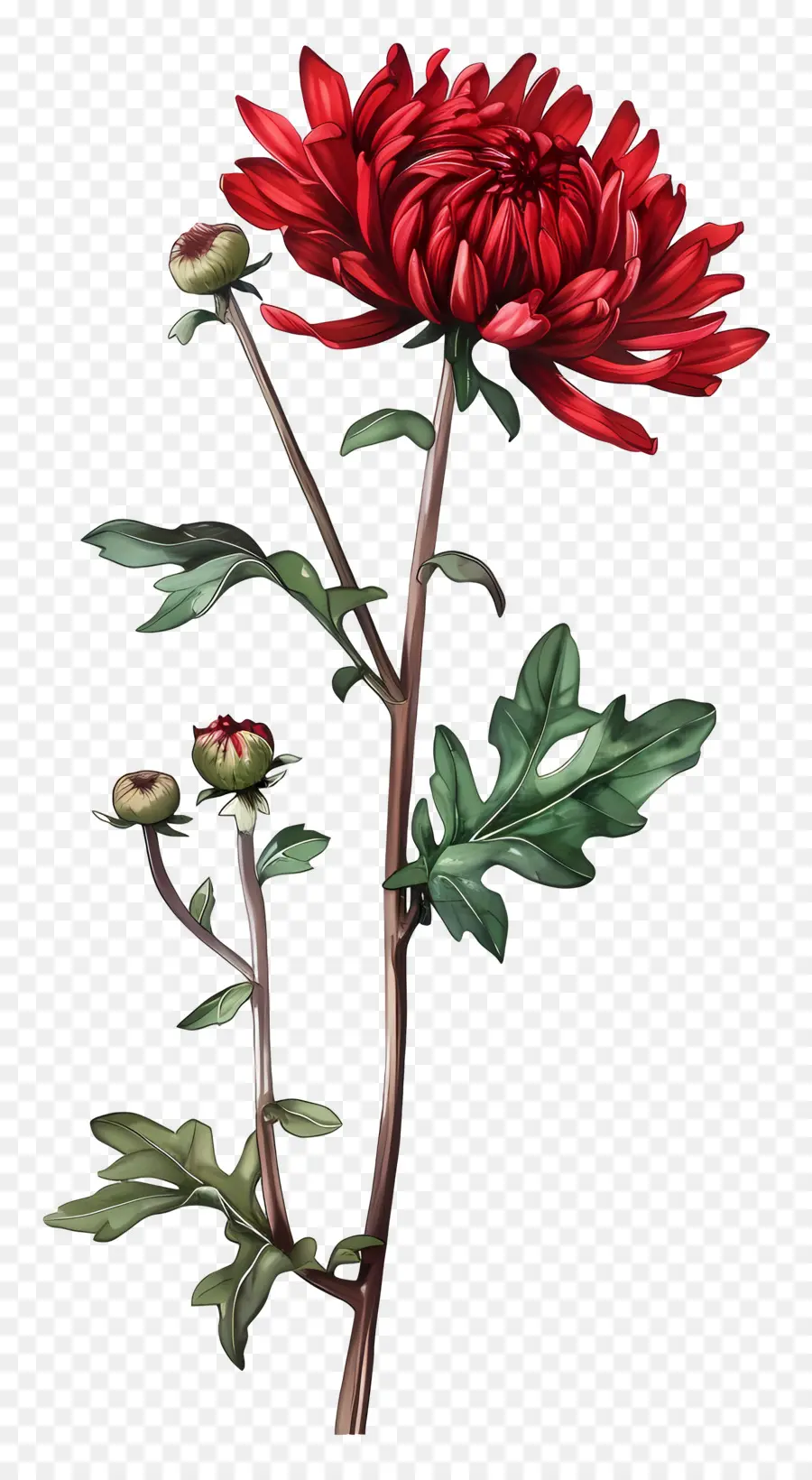 Chrysanthème Rouge，Fleur Rouge PNG