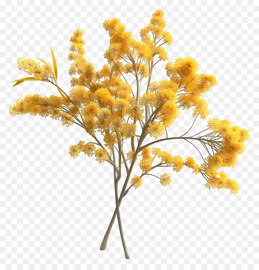 Acacia Doré，Fleurs Jaunes PNG