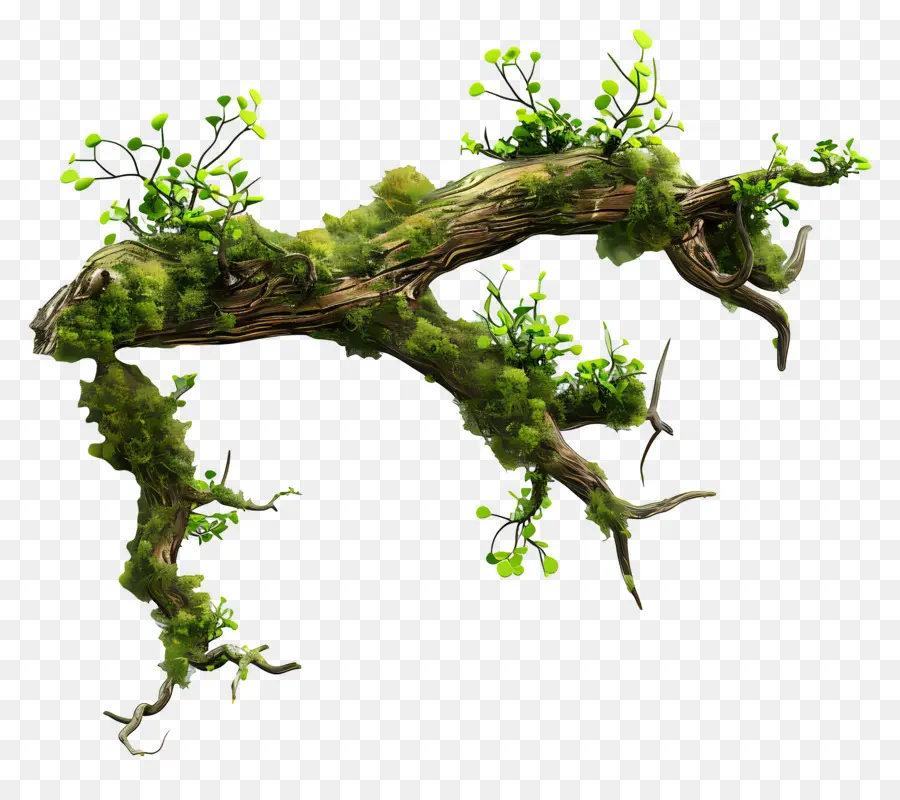 Mousse De Branche D'arbre，Branche Moussue PNG