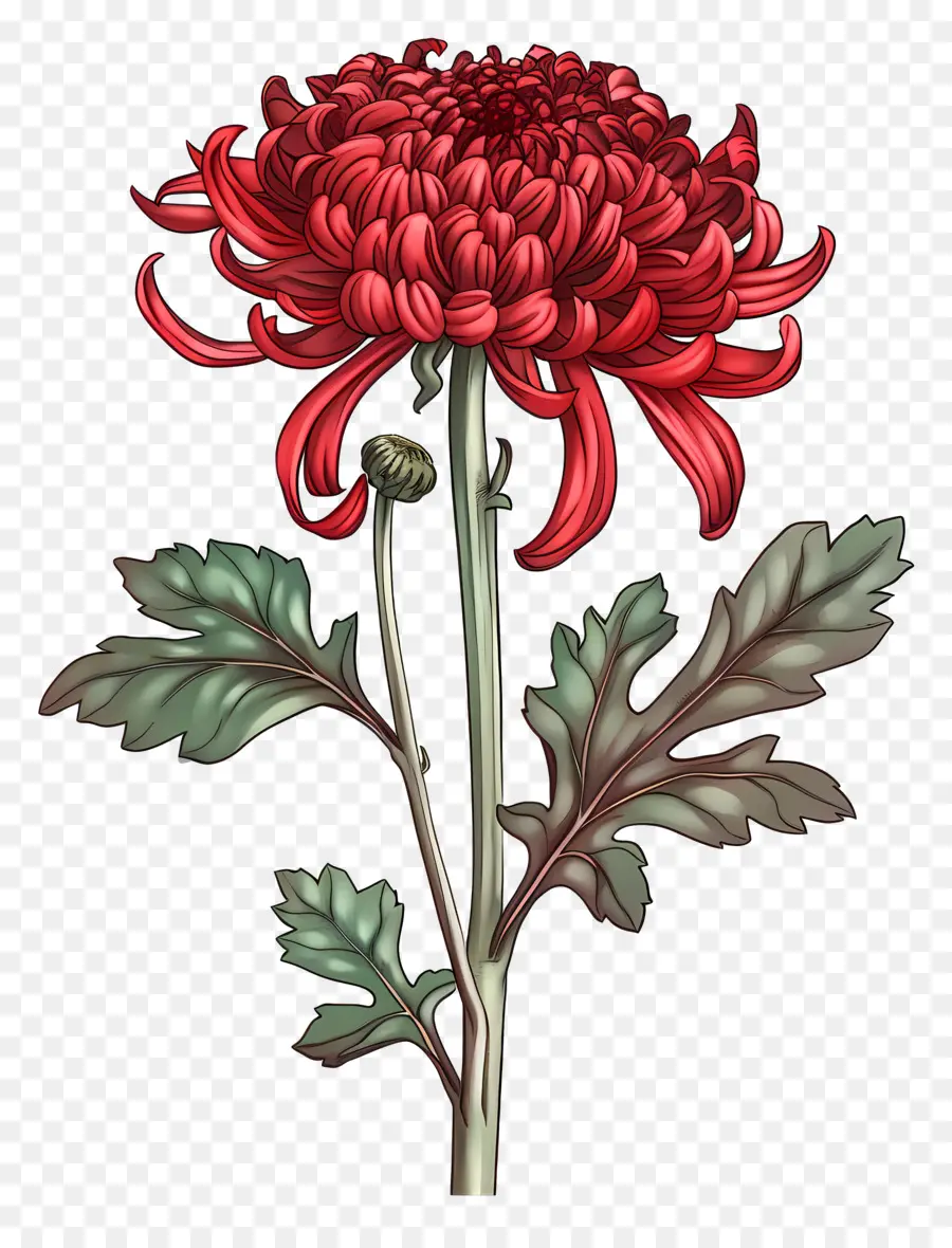 Chrysanthème Rouge，Pétales PNG