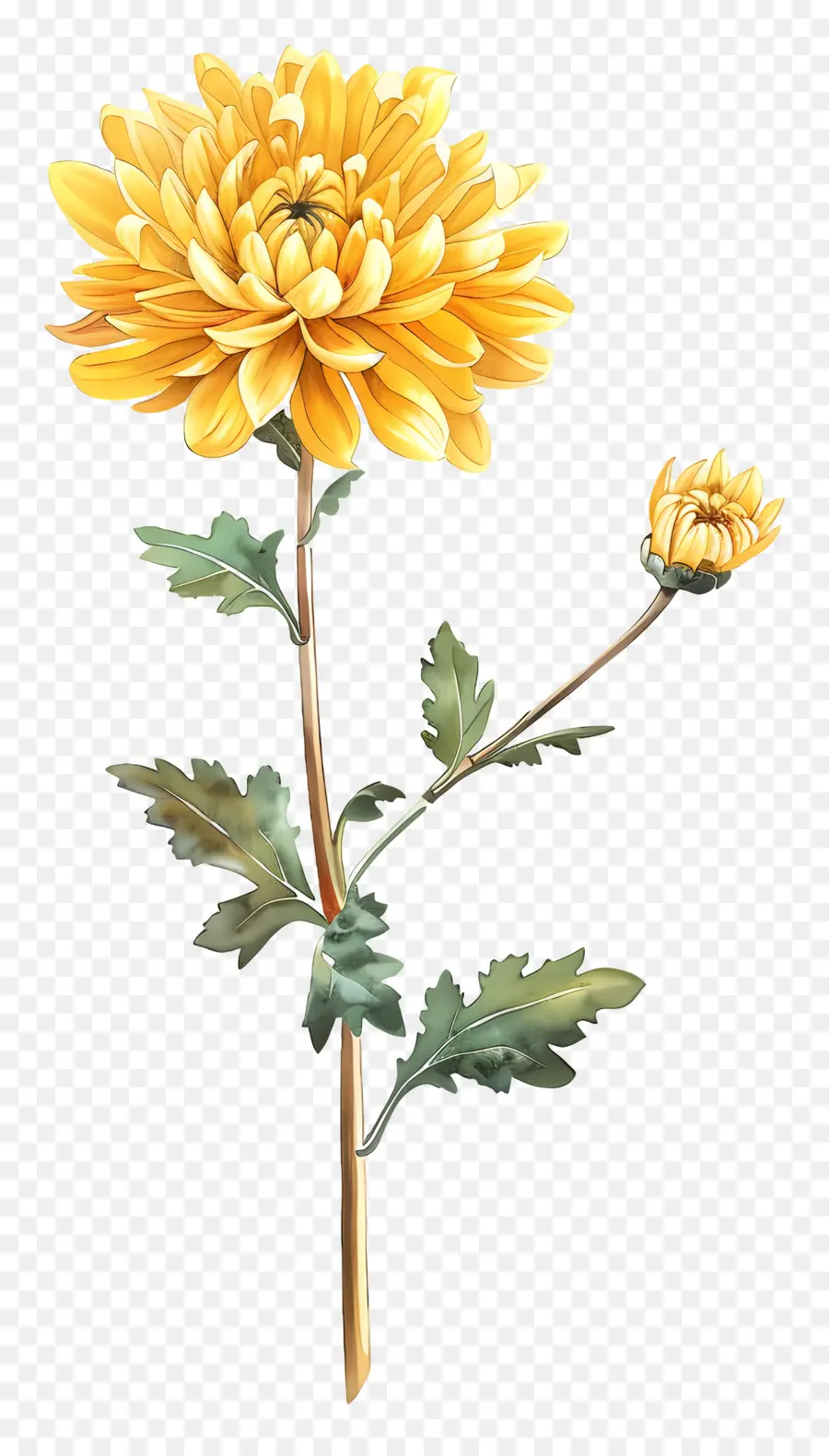 Chrysanthème Jaune，Fleur Blanche PNG