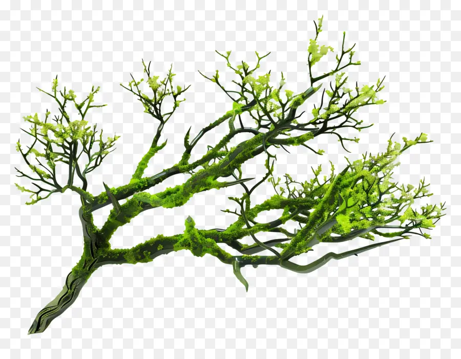 Mousse De Branche D'arbre，Branche Moussue PNG