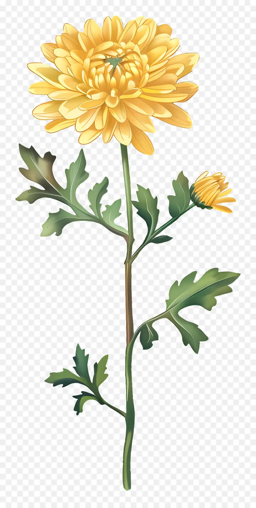 Chrysanthème Jaune，Fleur Blanche PNG