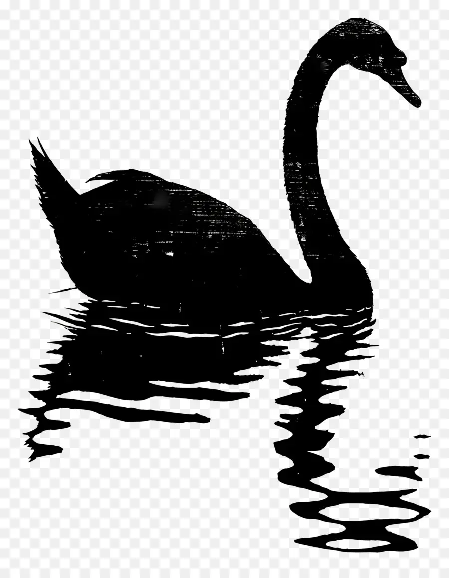 Silhouette De Cygne，Cygne Noir PNG