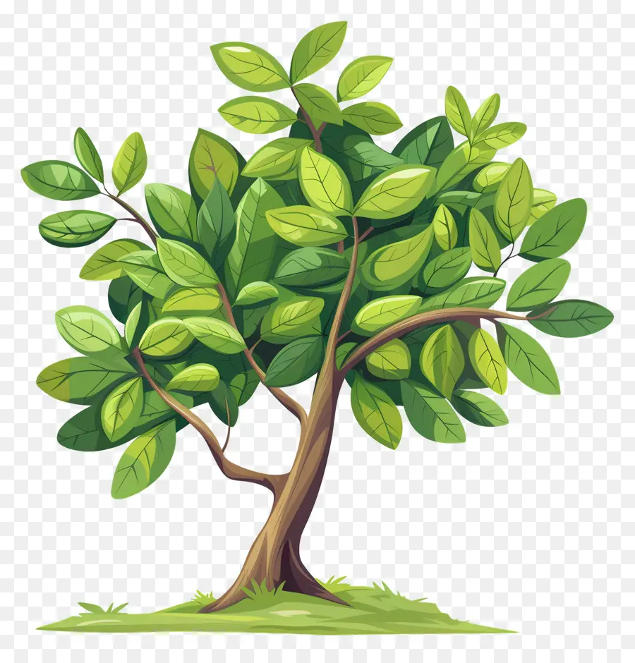 Feuillage Des Arbres，Arbre PNG