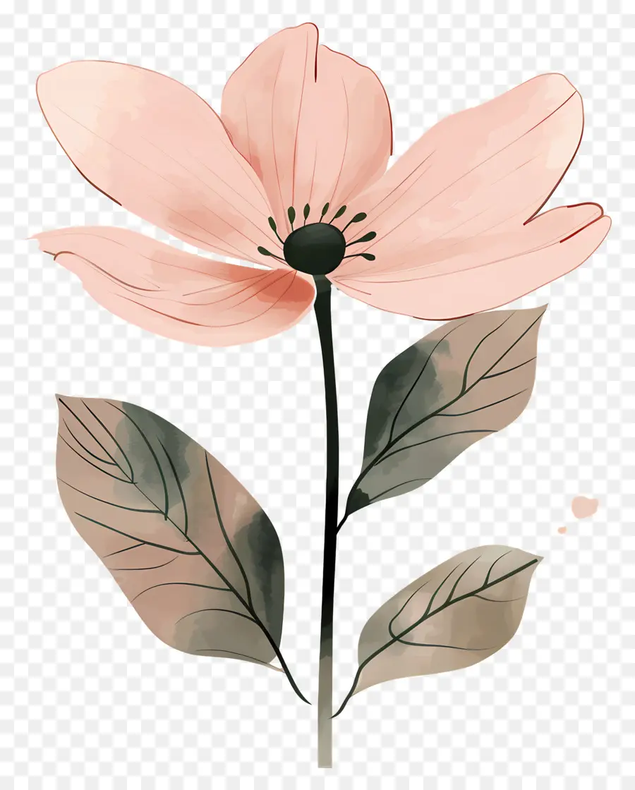 Fleur Rose，Fleur PNG