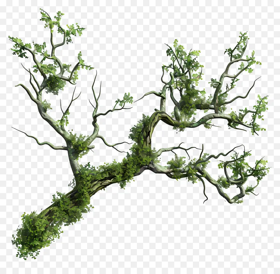 Mousse De Branche D'arbre，Branche Moussue PNG