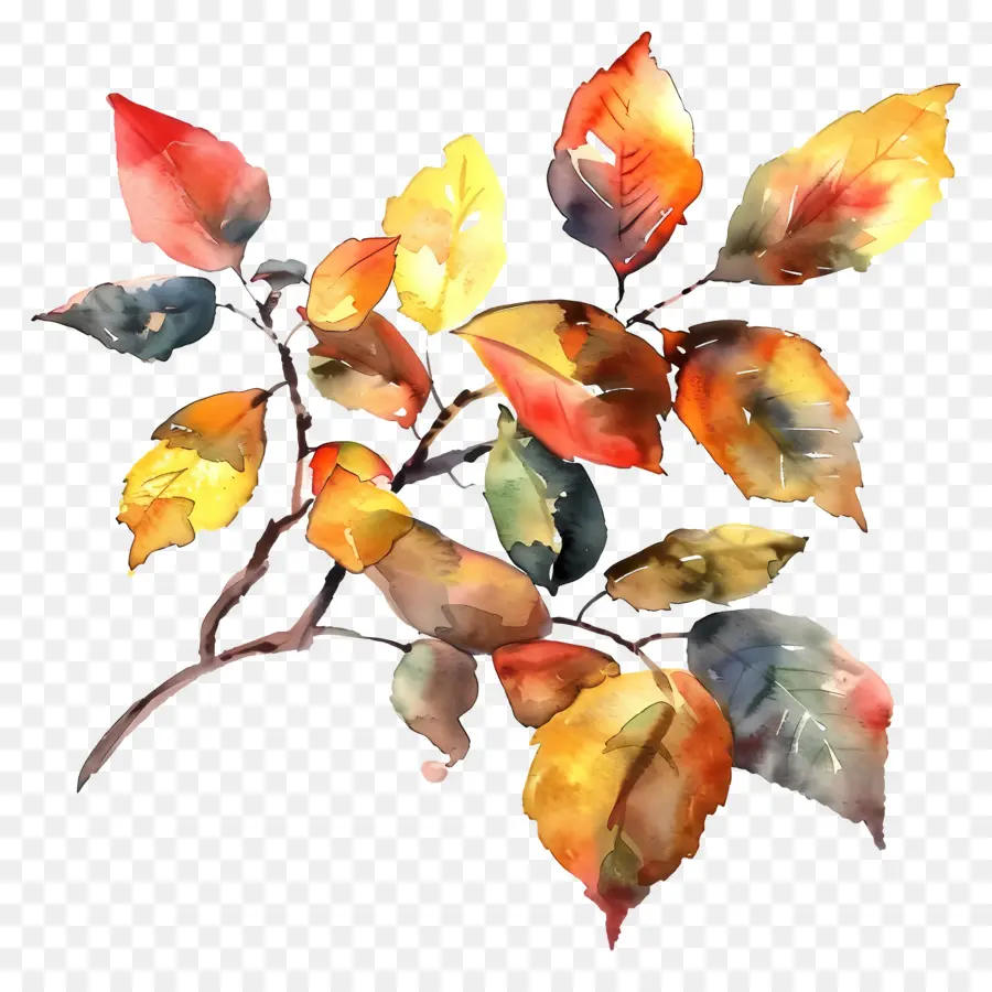 Feuillage Aquarelle，Bifurquer PNG