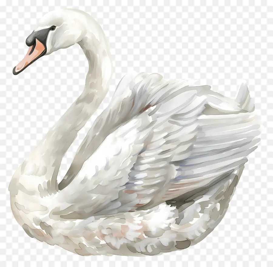 Cygne Blanc，Cygne PNG