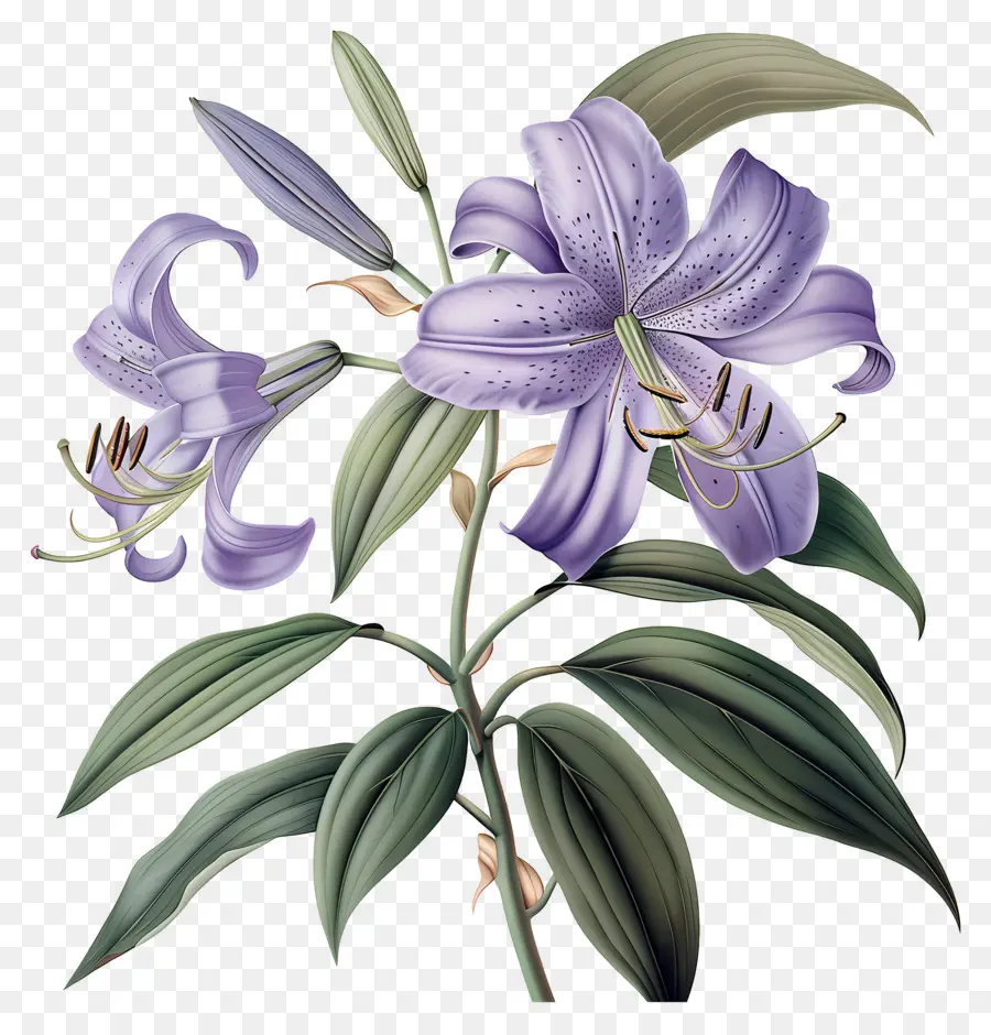 Tige De Lys，Fleurs Violettes PNG