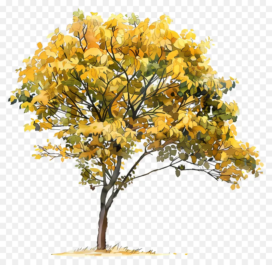 Feuillage Des Arbres，Arbre Jaune PNG