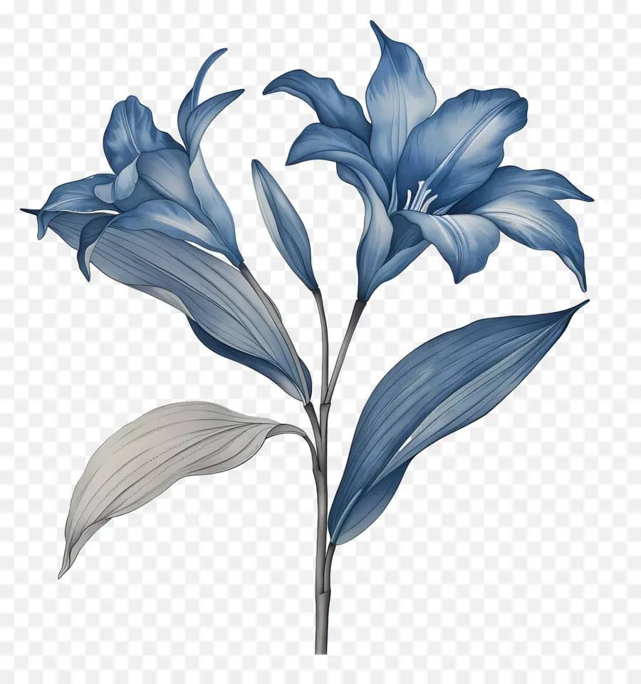 Tige De Lys，Fleur Bleue PNG