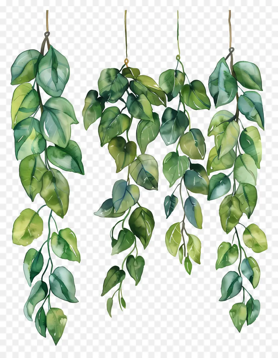 Feuillage Aquarelle，Plantes Suspendues PNG