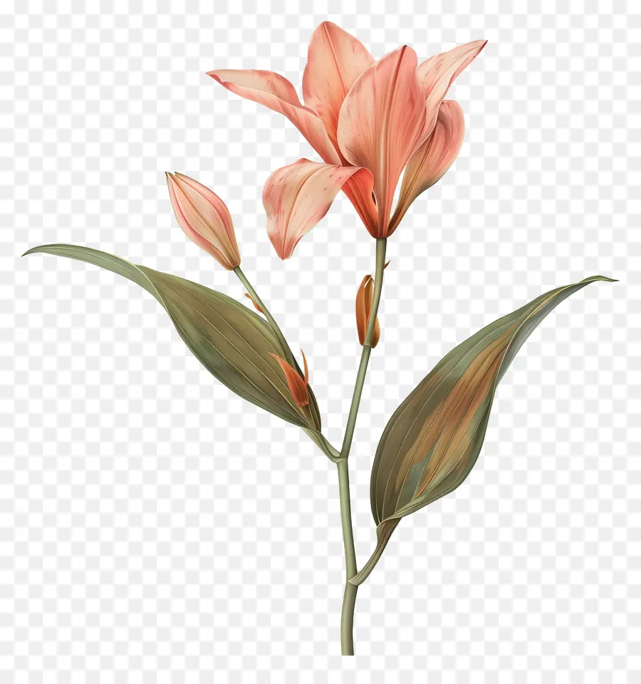 Tige De Lys，Fleur Rose PNG