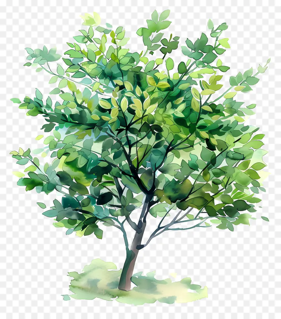 Feuillage Des Arbres，Arbre PNG