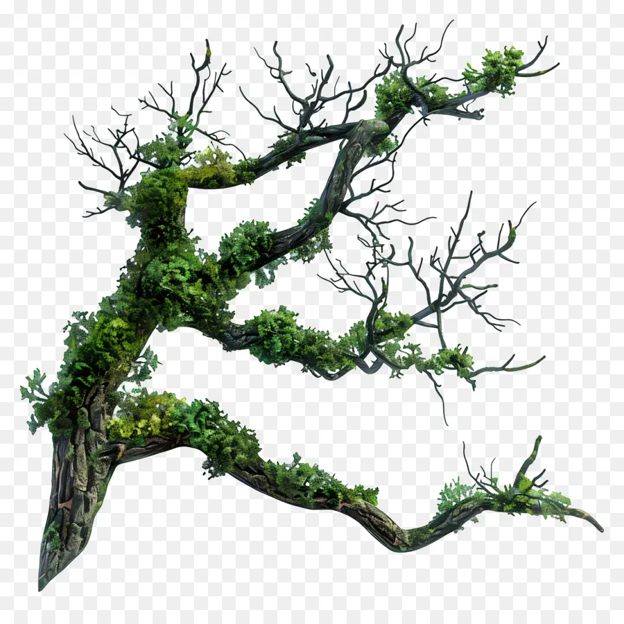 Mousse De Branche D'arbre，Branche Moussue PNG