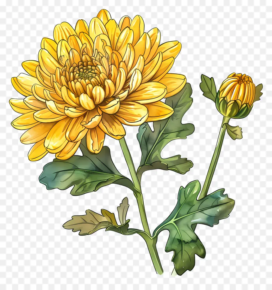 Chrysanthème Jaune，Fleur Jaune PNG