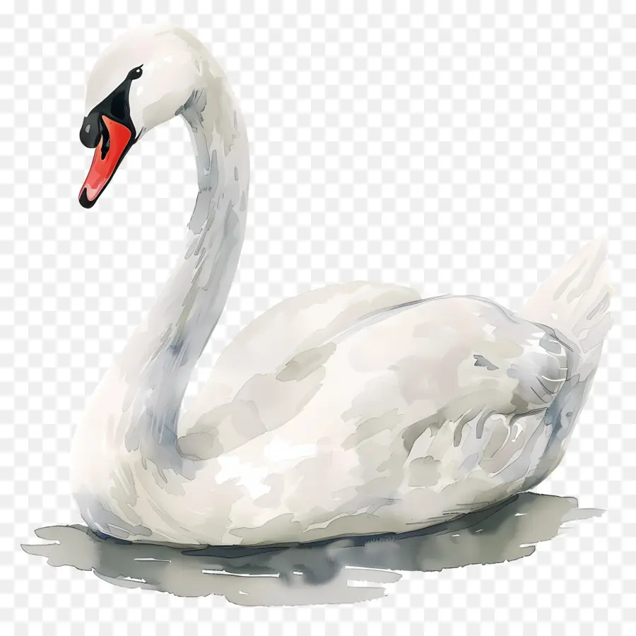 Cygne Blanc，Cygne PNG