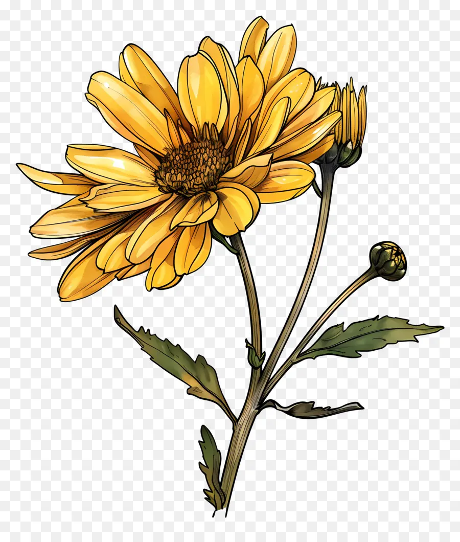 Chrysanthème Jaune，Fleur Jaune PNG