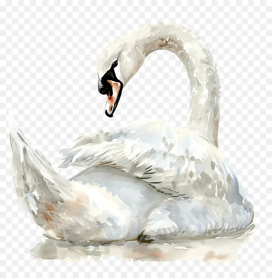 Cygne Blanc，Eau PNG