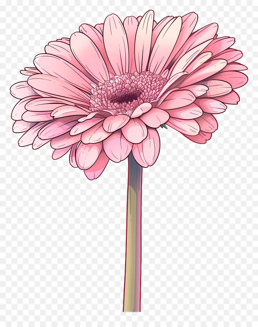 Gerbera Rose，Fleur Rose PNG