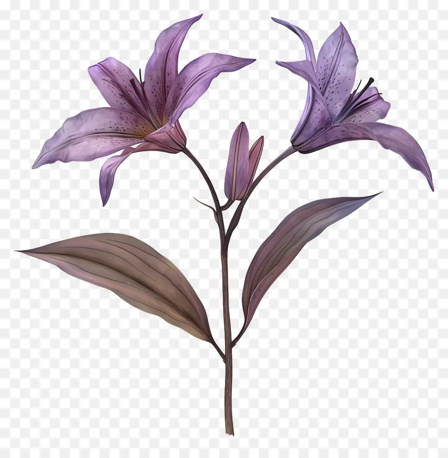 Tige De Lys，Fleurs Violettes PNG