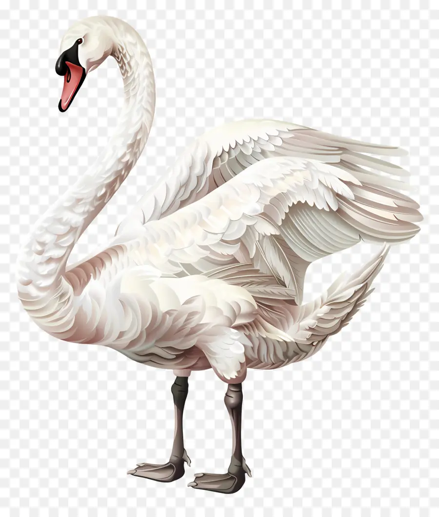 Cygne Blanc，Oiseau PNG