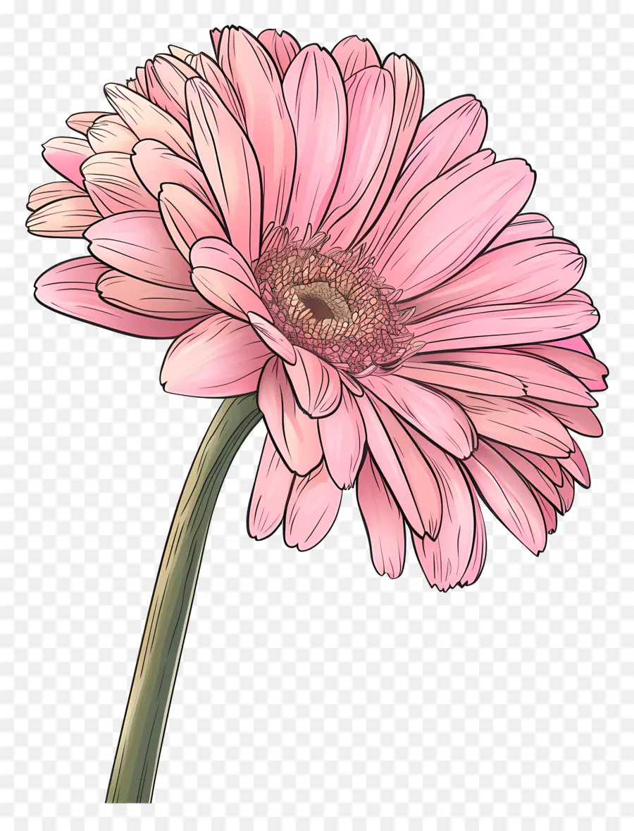 Gerbera Rose，Fleur Rose PNG