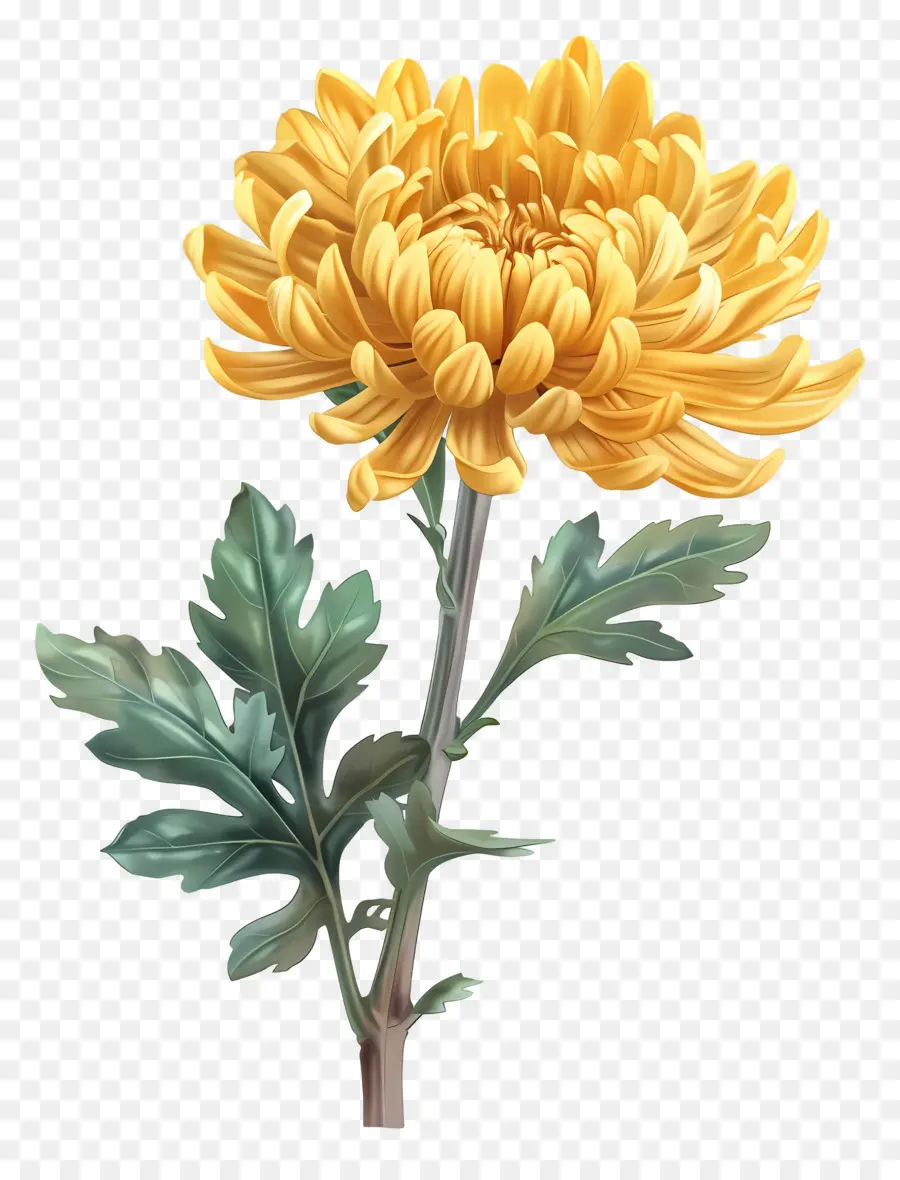 Chrysanthème Jaune，Fleur Jaune PNG