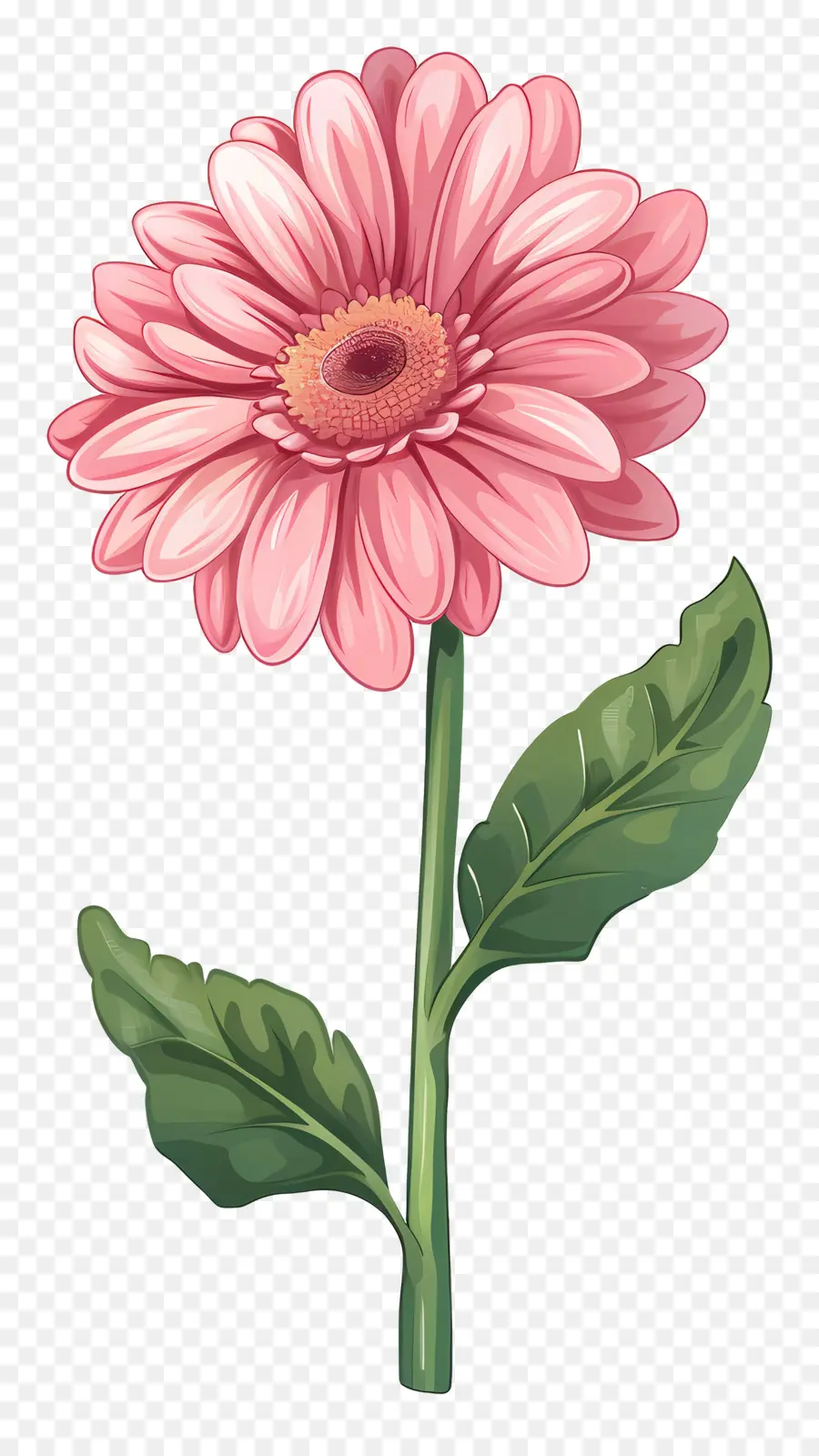 Gerbera Rose，Marguerite PNG