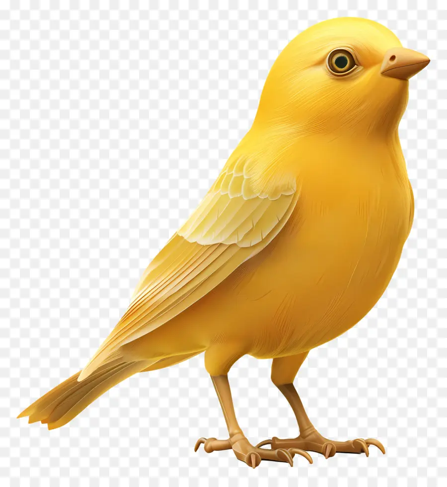 Oiseau Jaune，Oiseau PNG