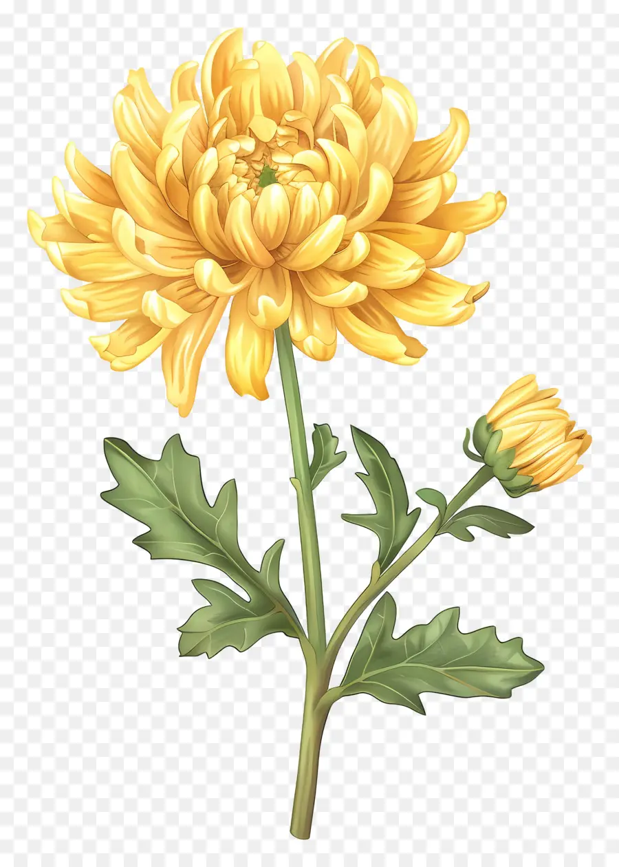 Chrysanthème Jaune，Fleur Jaune PNG