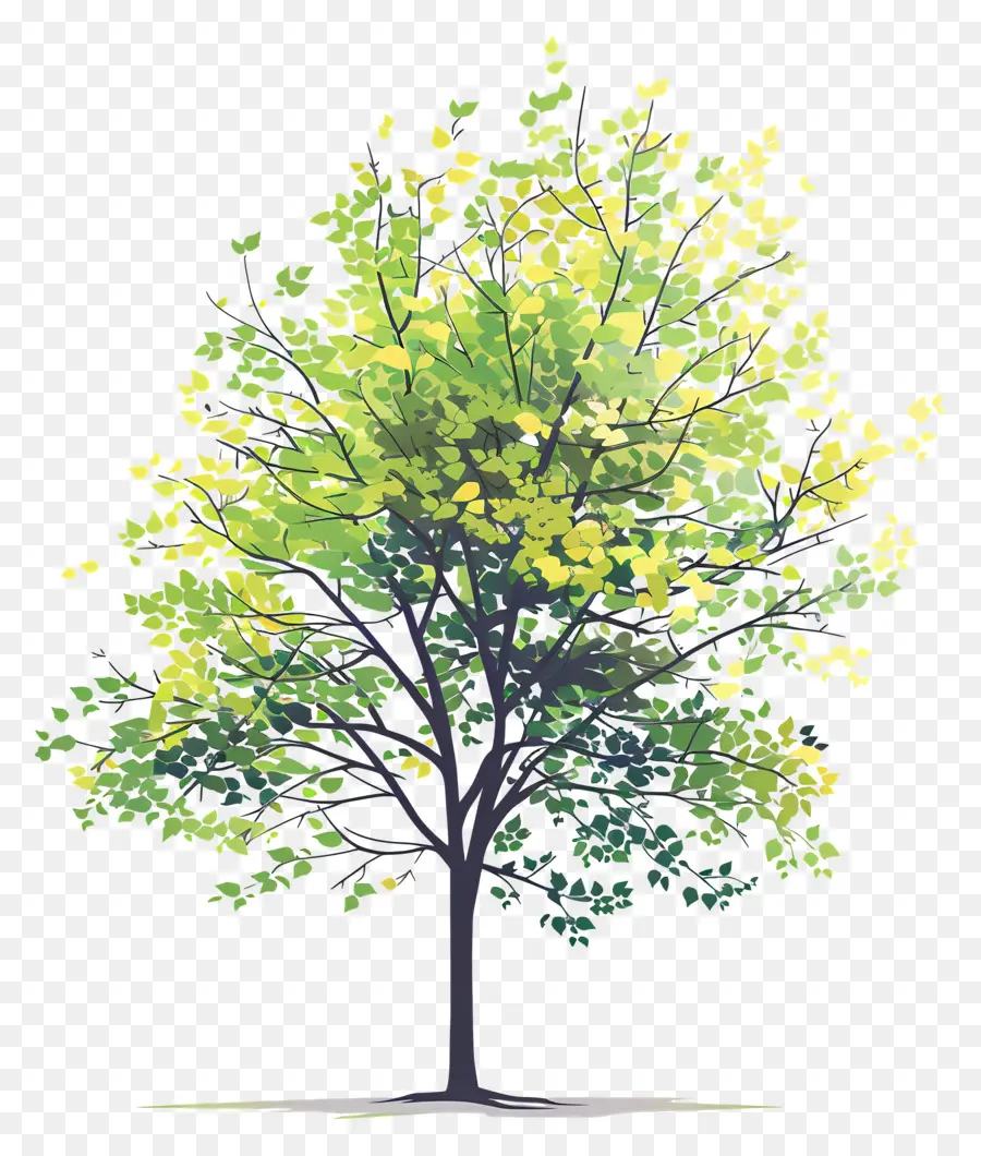 Feuillage Des Arbres，Arbre PNG