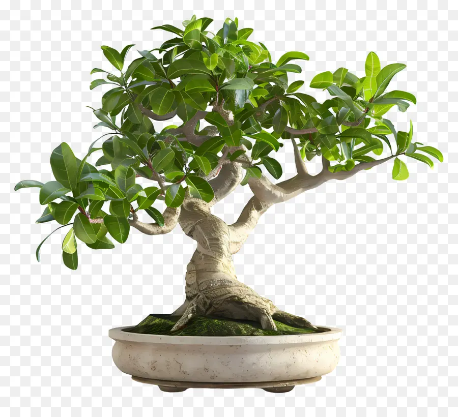 Ficus Bonsaï，Bonsaï PNG