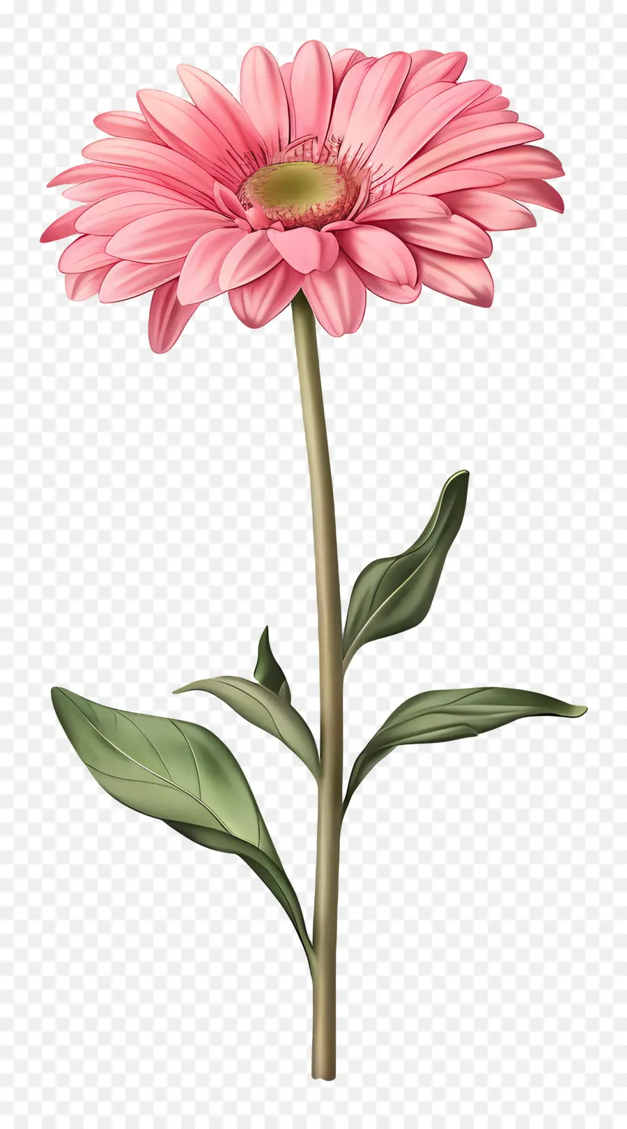 Gerbera Rose，Marguerite PNG