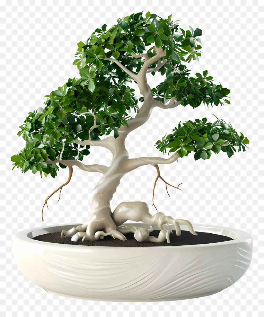 Ficus Bonsaï，Bonsaï PNG