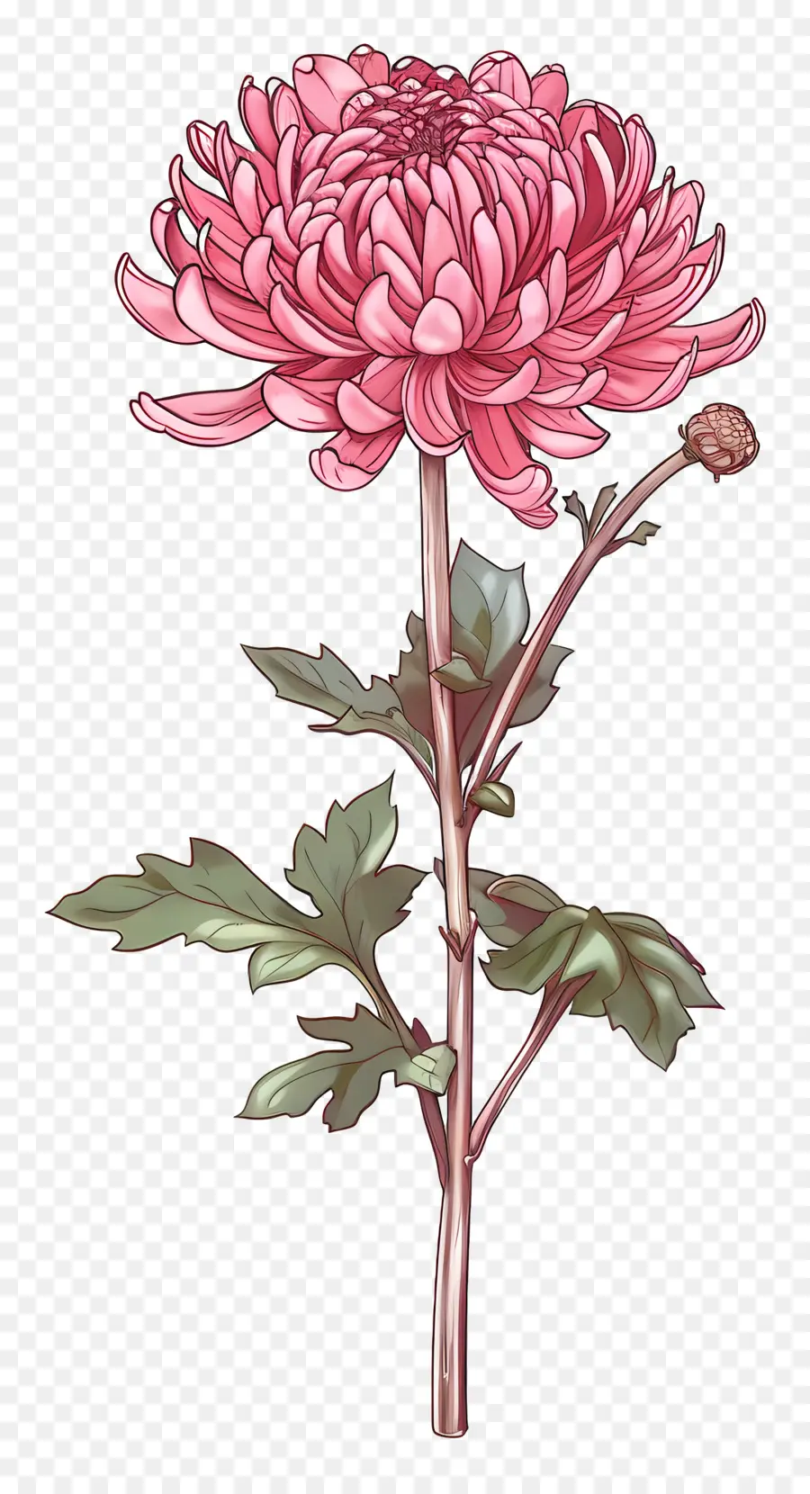 Chrysanthème Rose，Fleur Rouge PNG