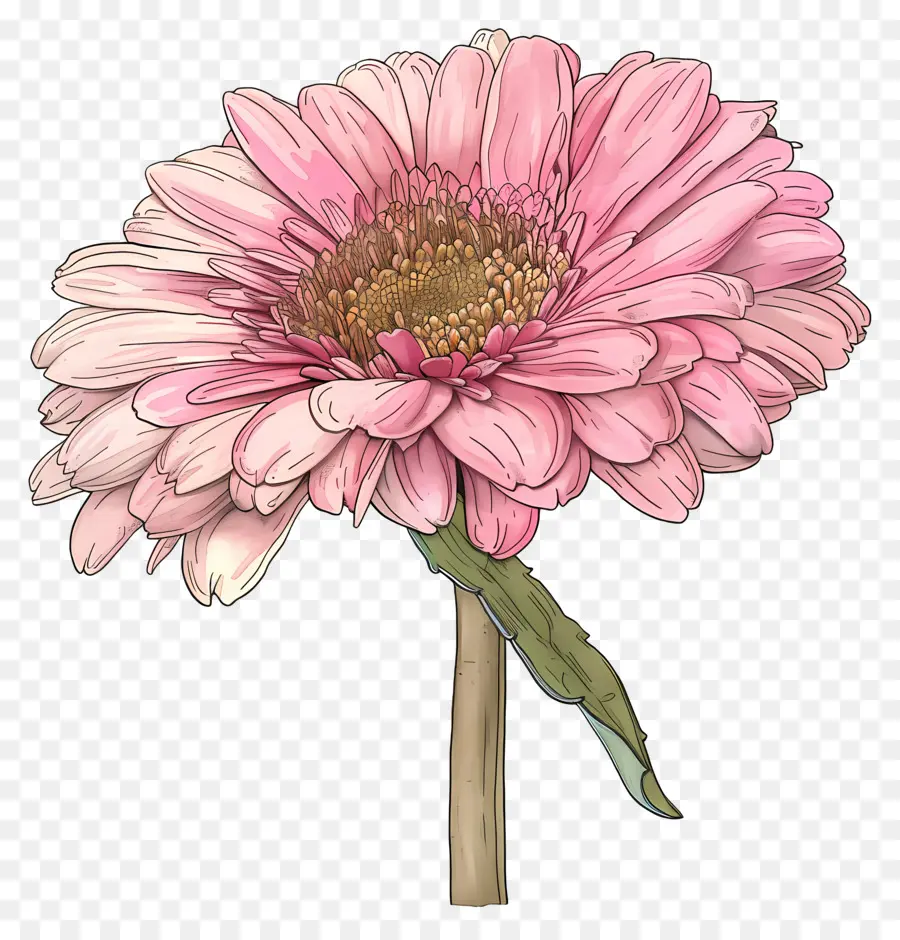 Gerbera Rose，Fleurs Roses PNG