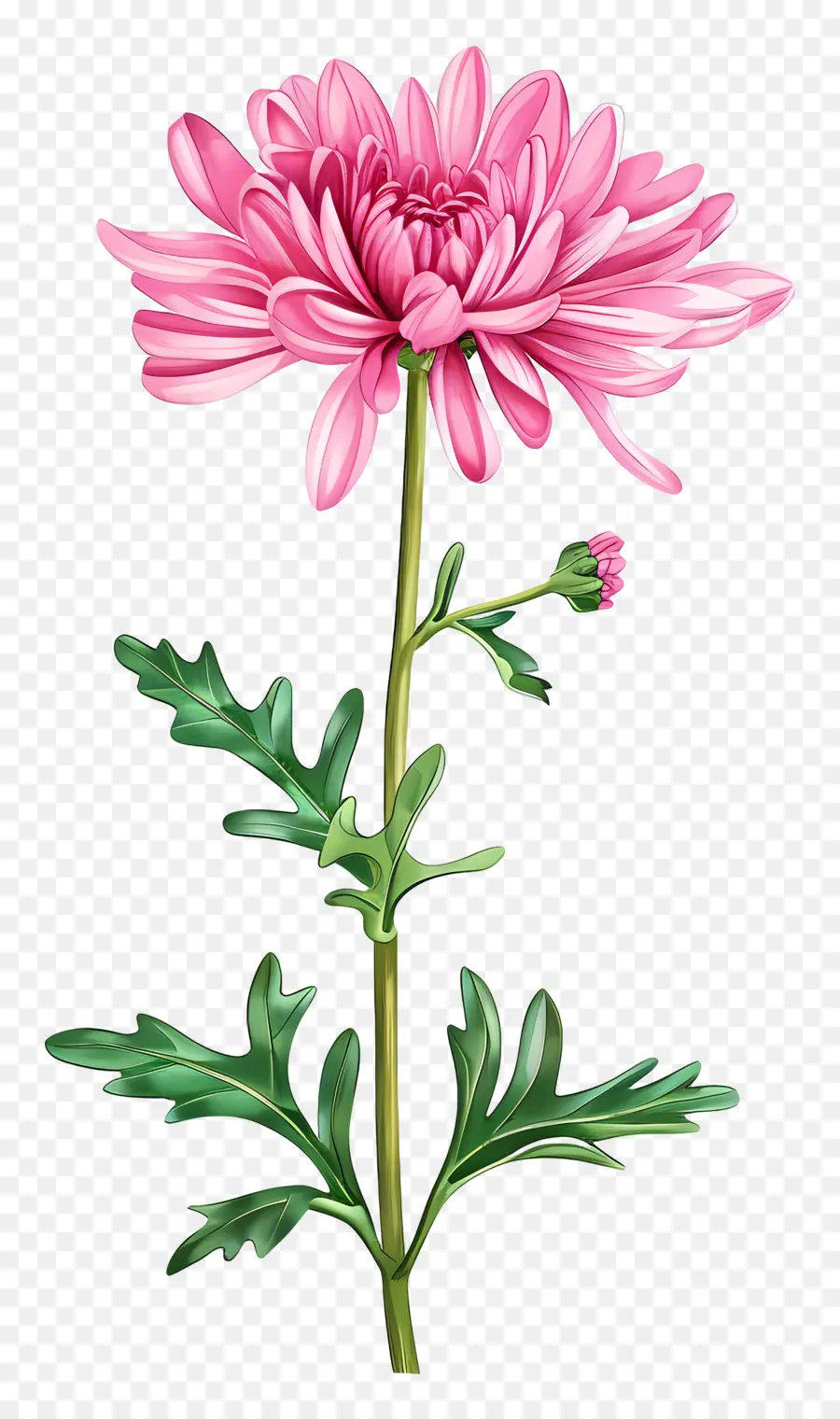 Chrysanthème Rose，Fleurs Roses PNG