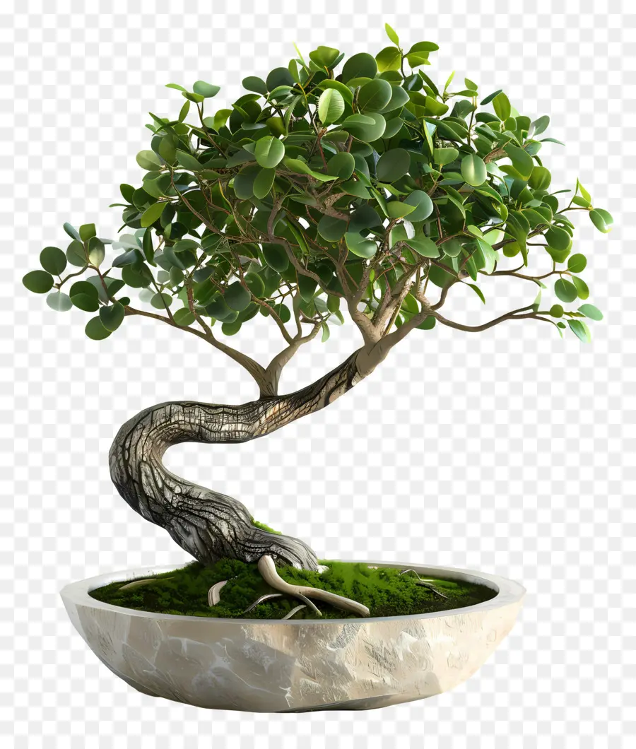 Ficus Bonsaï，Bonsaï PNG