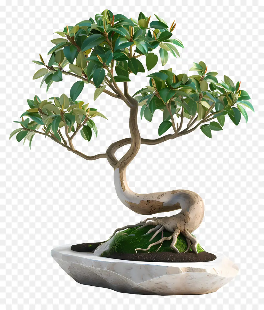 Ficus Bonsaï，Bonsaï PNG