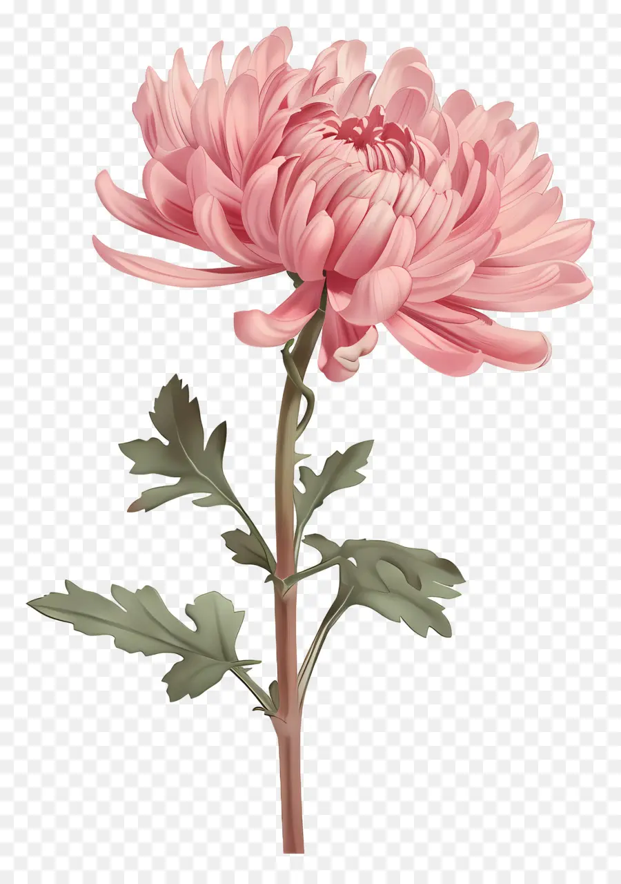 Chrysanthème Rose，Fleurs Roses PNG