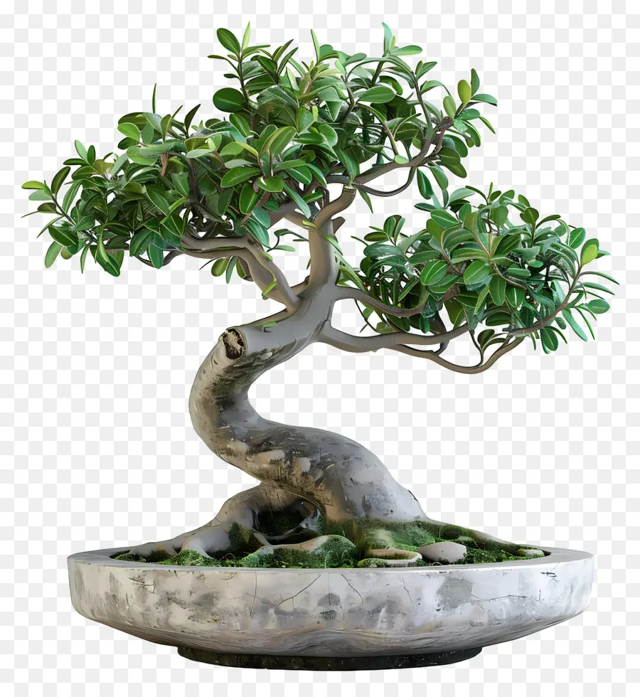 Ficus Bonsaï，Bonsaï PNG