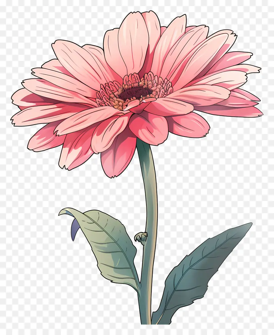 Gerbera Rose，Fleur D'oranger PNG