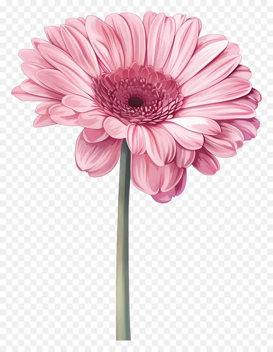 Gerbera Rose，Fleur Rose PNG