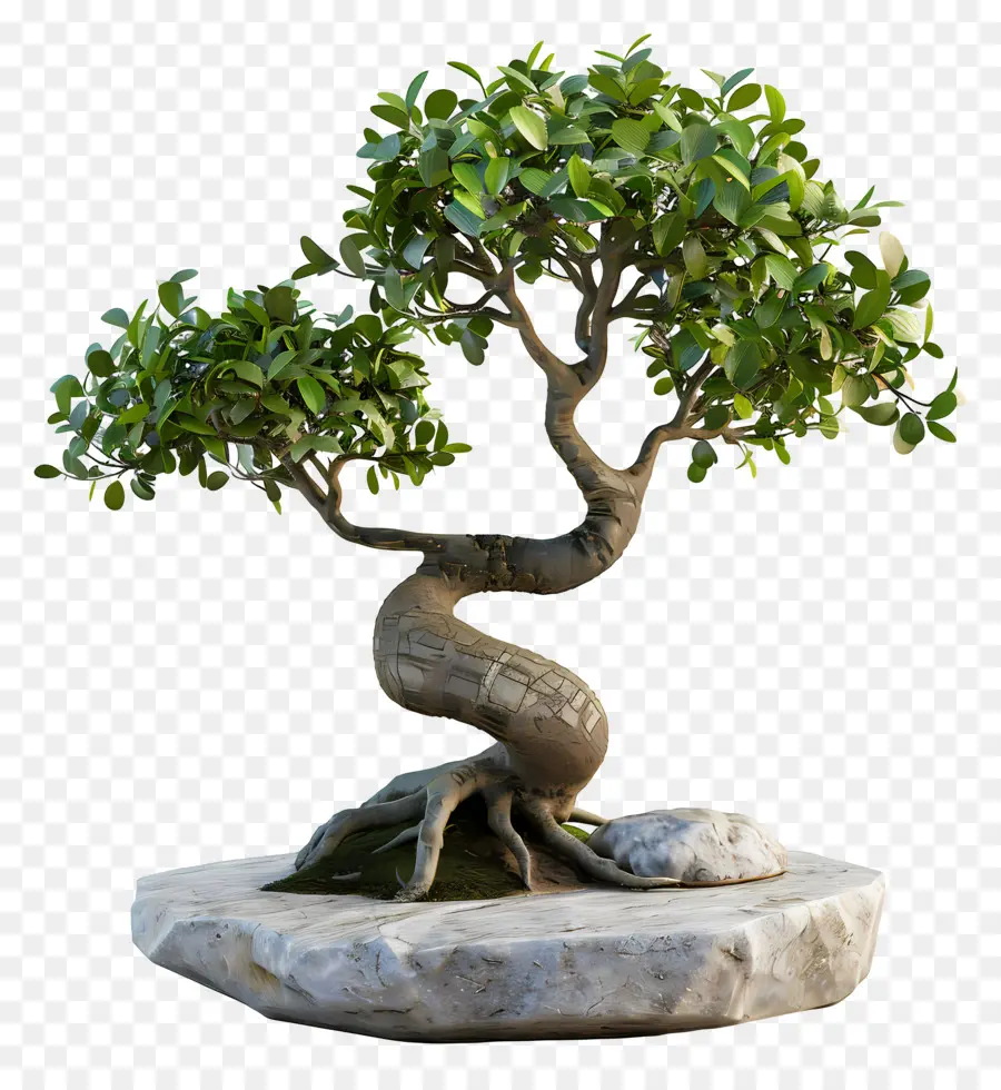 Ficus Bonsaï，Bonsaï PNG