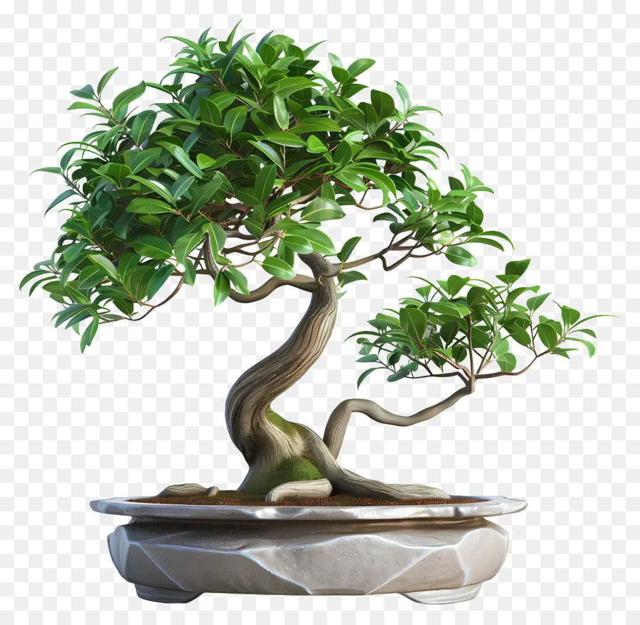 Ficus Bonsaï，Bonsaï PNG